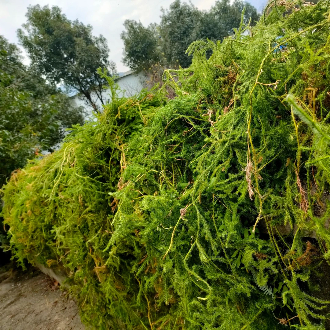 贵州苗岭 伸筋草 舒筋骨草 新 干 鲜