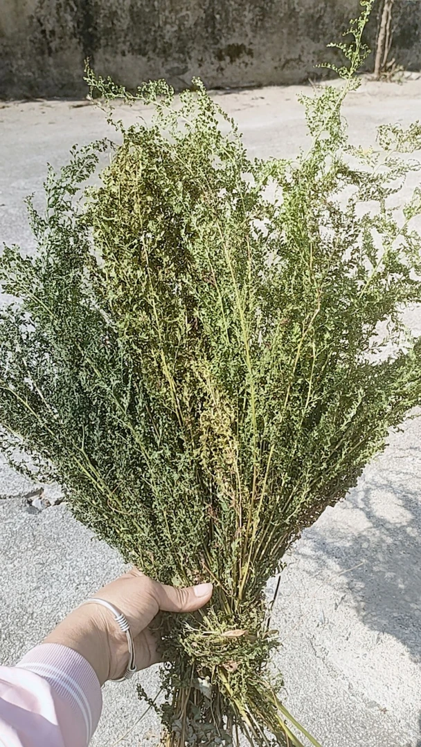 贵州苗岭乌蕨 金花芼孔雀蕨乌