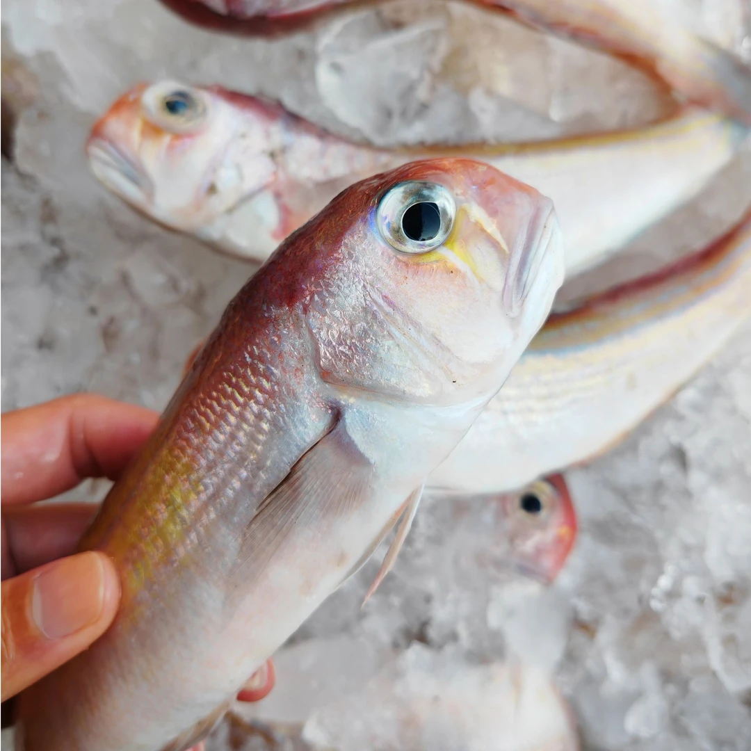 青筋鱼马头鱼3~4条一斤真空包装海鲜鱼海鱼去腮去肚帮杀顺丰发货
