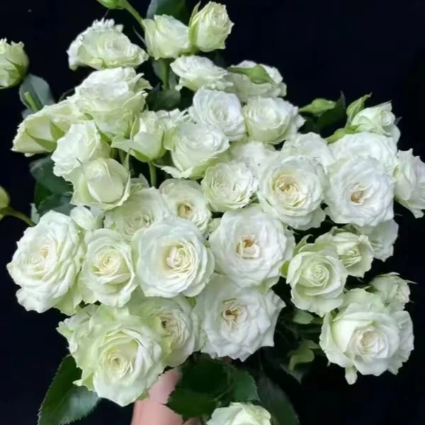 【云中卉】多头繁星 云南鲜花基地现采现东 气温零度以下必拍保温棉
