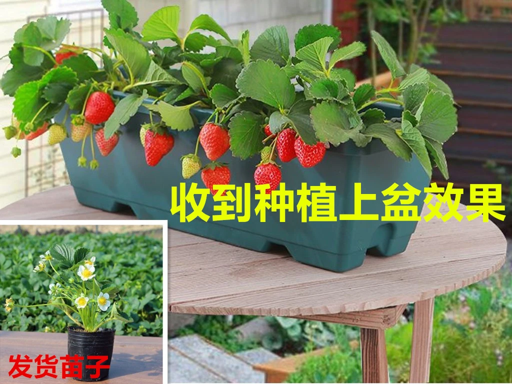 福袋草莓苗四季盆栽原盆土发货适宜南北方庭院阳台种植果树苗当年