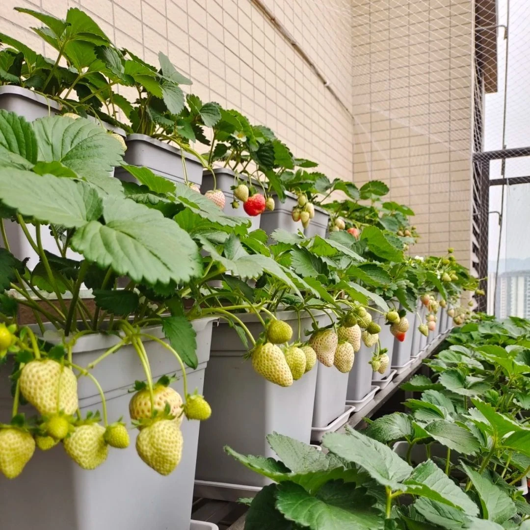 福利款草莓苗穴盘苗草莓苗发货适宜南北方庭院阳台种植当年结果