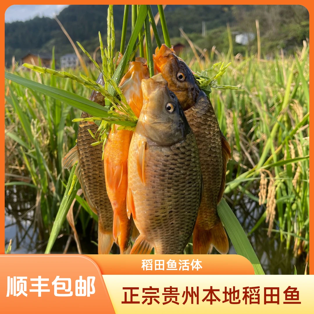 贵州特产正宗本地稻花鱼稻田鱼活体顺丰包邮包活