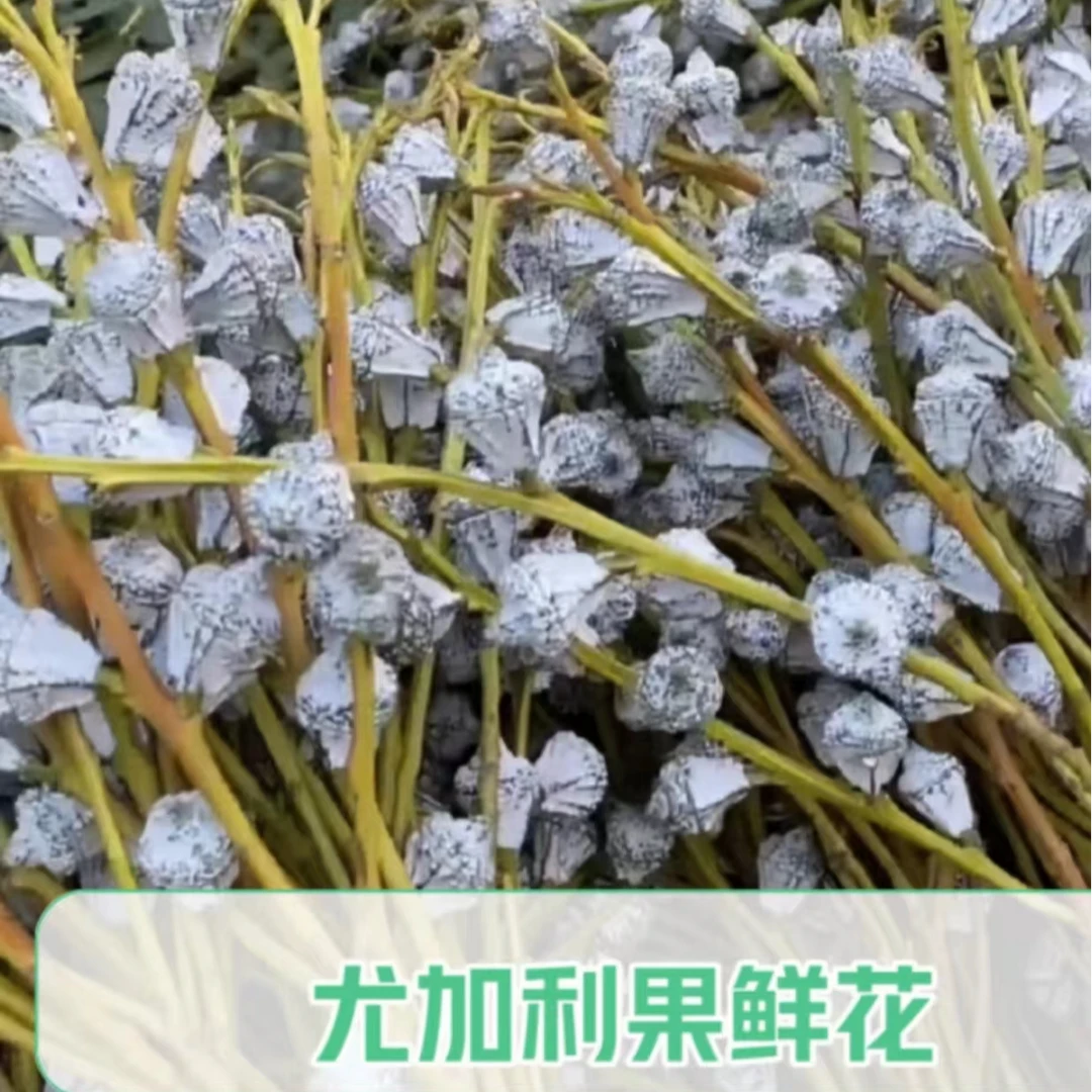 尤加利果新鲜云南昆明斗南基地直发