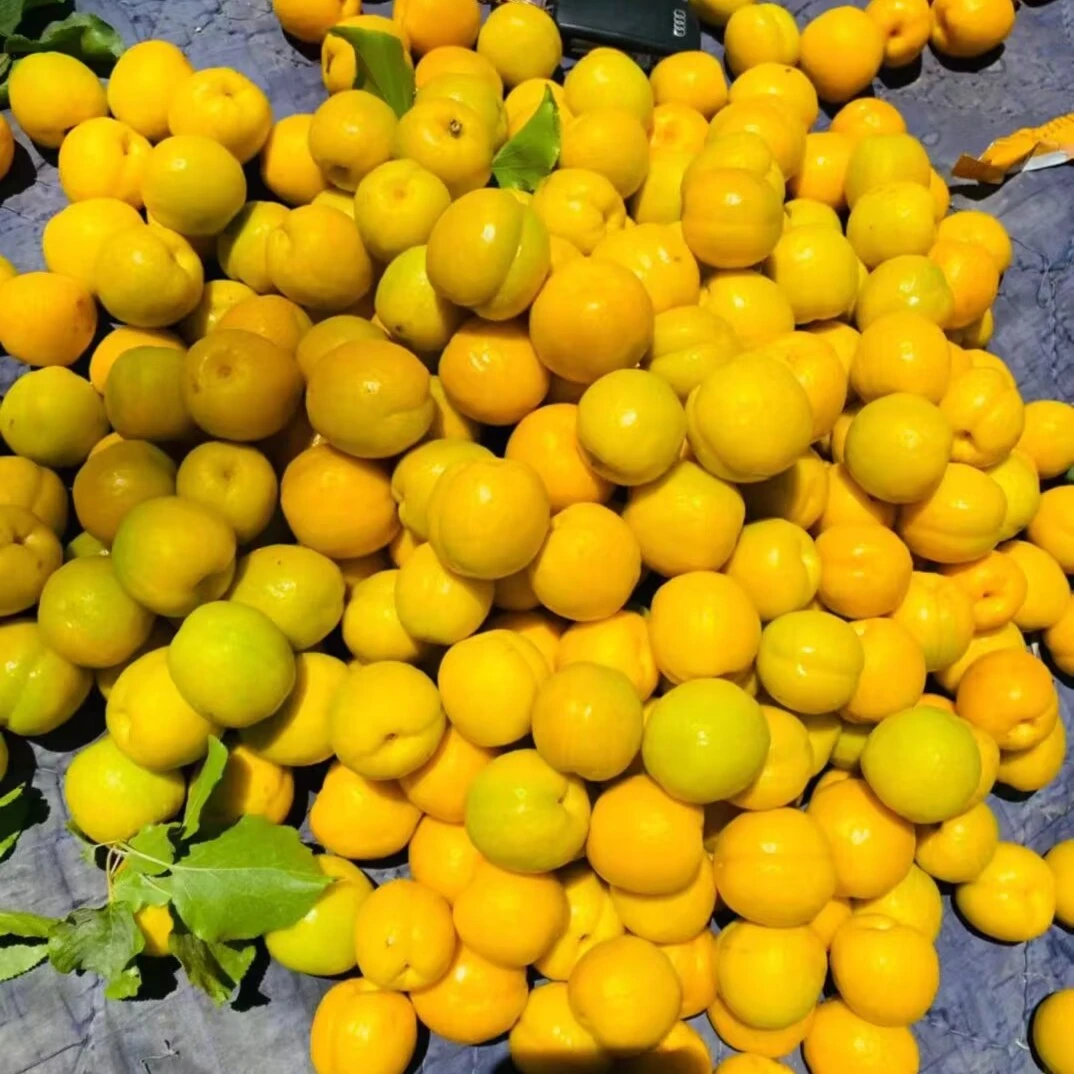 甘肃敦煌李广杏新鲜甜哼子现摘现发当季特产时令水果现货整箱包邮
