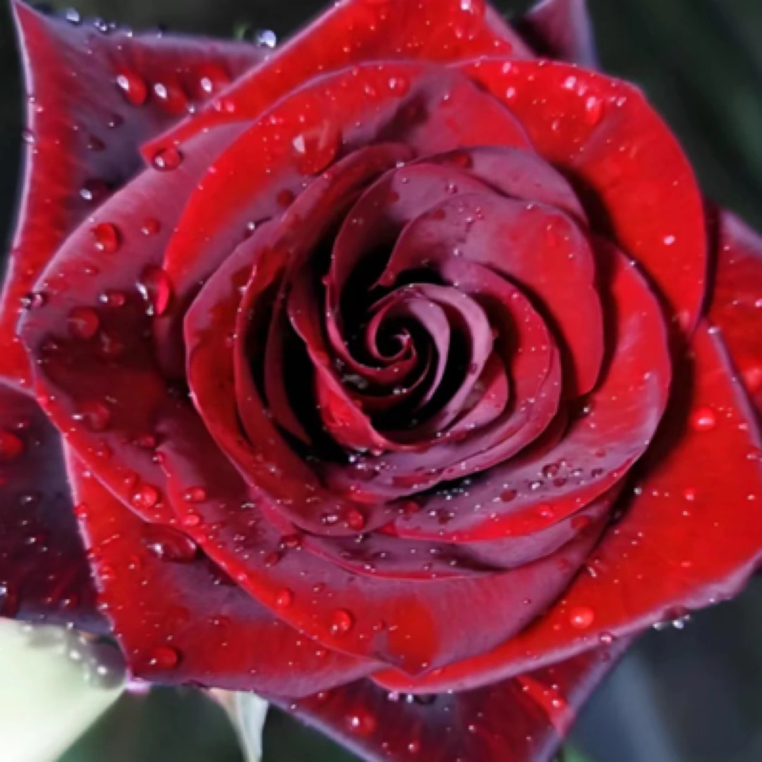 〖亿点鲜花〗黑魔术玫瑰40支，云南基地鲜花