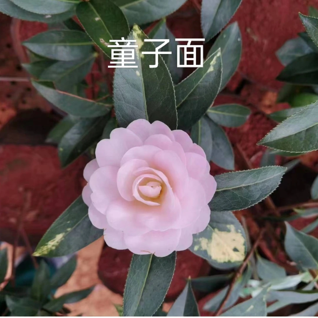 【淘花韵】云南山茶花本地品种童子面庭院办公室内精品壮苗3~5年