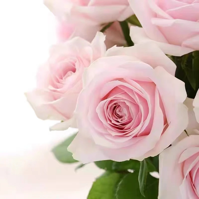 AB级粉红雪山玫瑰顺丰包邮 粉红玫瑰鲜花 云南玫瑰花基地新鲜发货