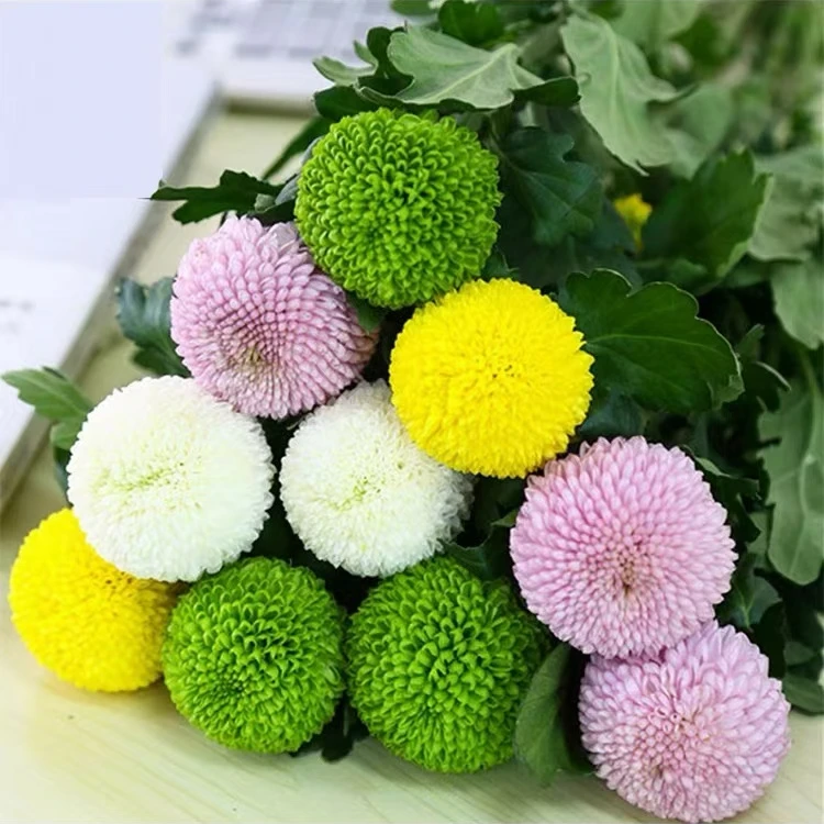 乒乓菊鲜花顺丰包邮 儿童节鲜花 云南菊花新鲜直发 小众花材