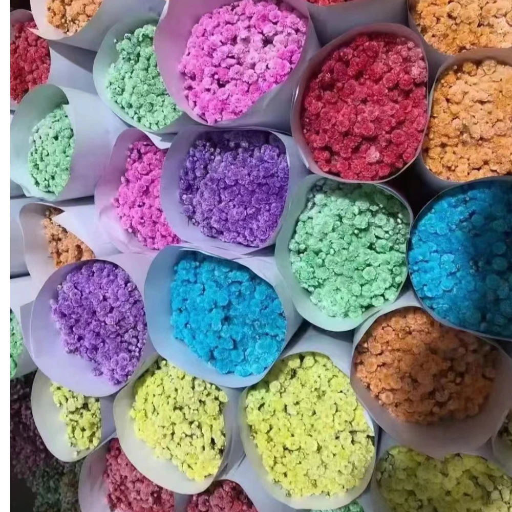 满天星鲜花 吸色满天星 吸色伊洛斯 云南鲜花批发 顺丰包邮