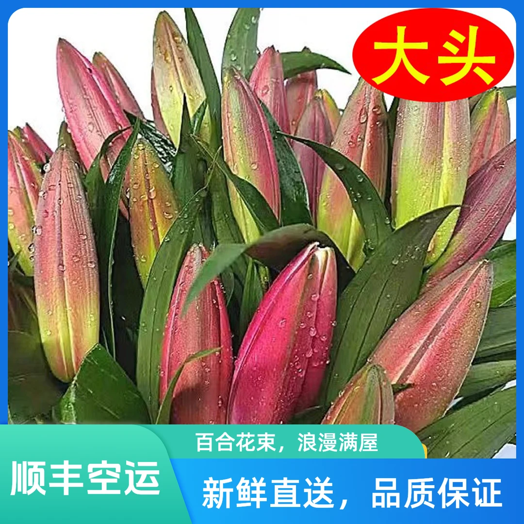 顺丰空运包邮新疆包邮香水百合花粉白红黄百合鲜花云南鲜花批发