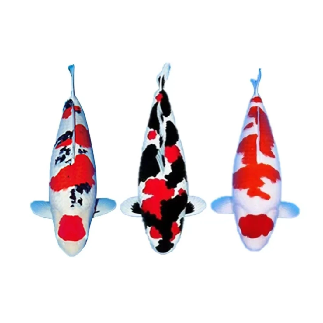 锦鲤鱼 品种/丸顶大正/大日红白