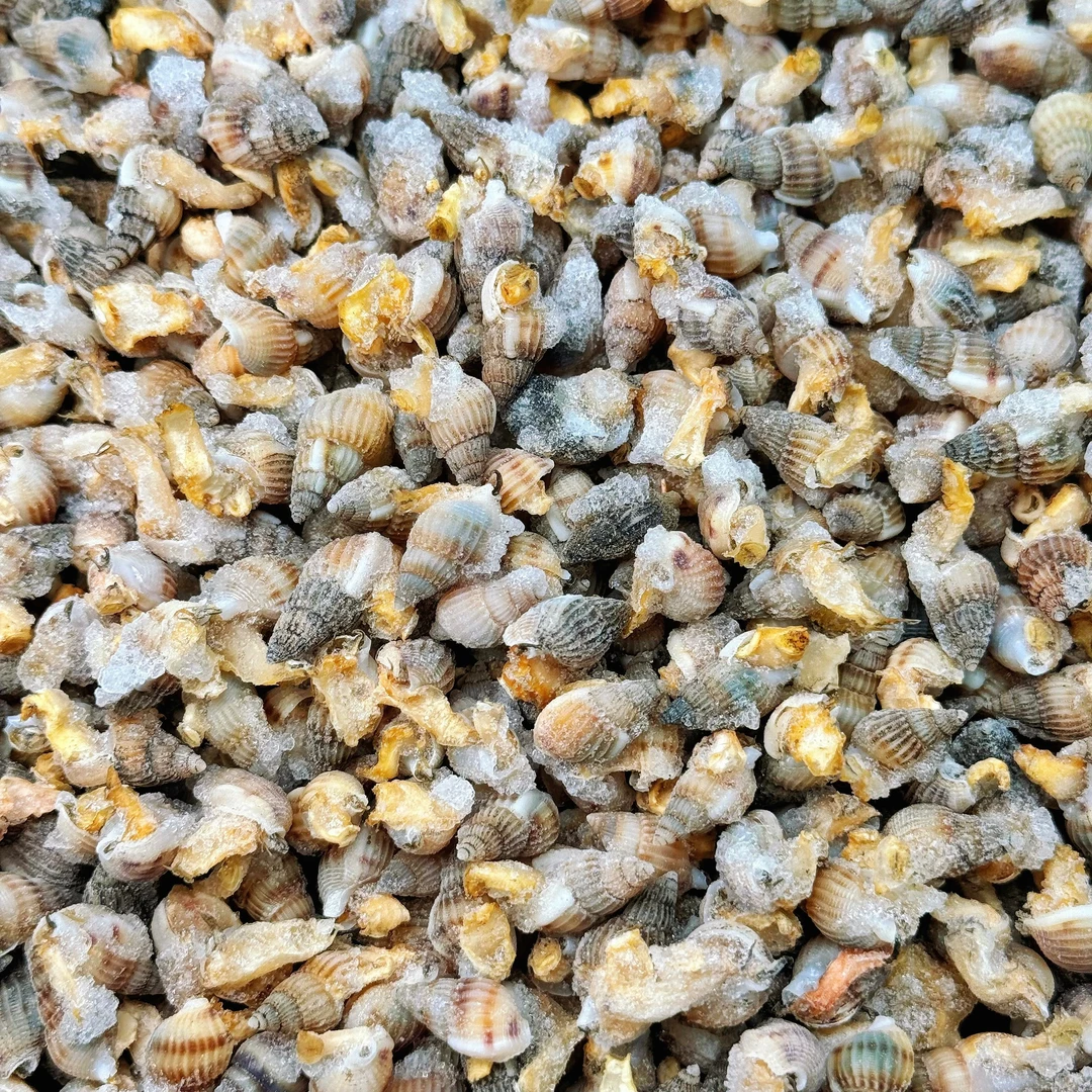 【冷冻中小号】保鲜海鲜海瓜子公母海螺丝混发顺丰发货