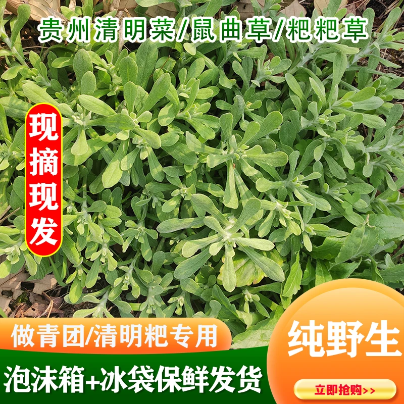 贵州现摘清明草鼠曲草清明菜毛香菜火草做青团原料保鲜发货500g