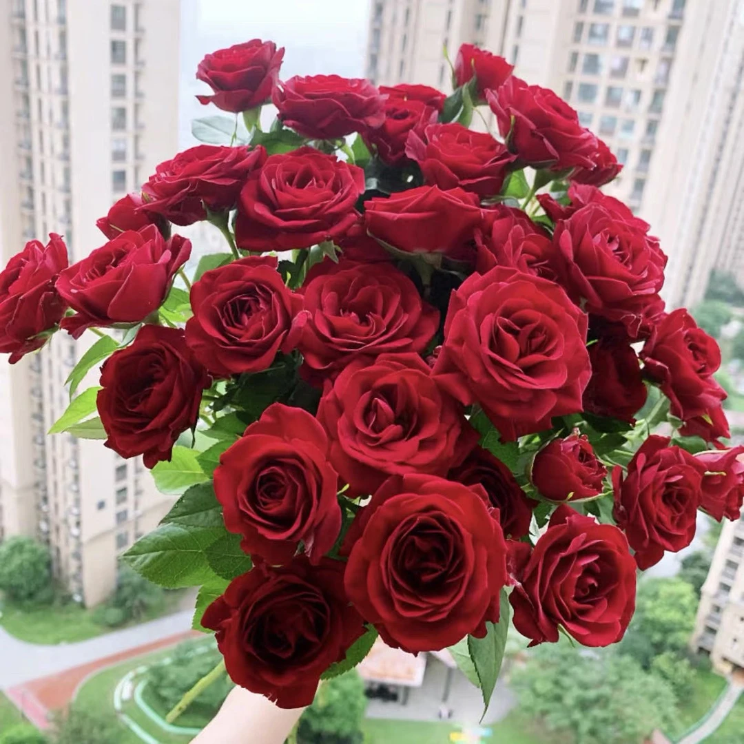 180【黑红丝绒】玫瑰 月季盆栽 四季开花  阳台庭院可种植