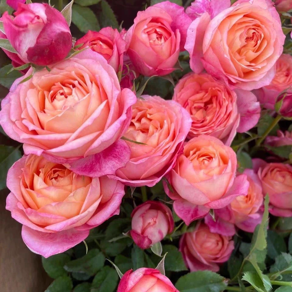 【大花美人】月季花苗带花苞四季开花室内外好养活的绿植物月季苗