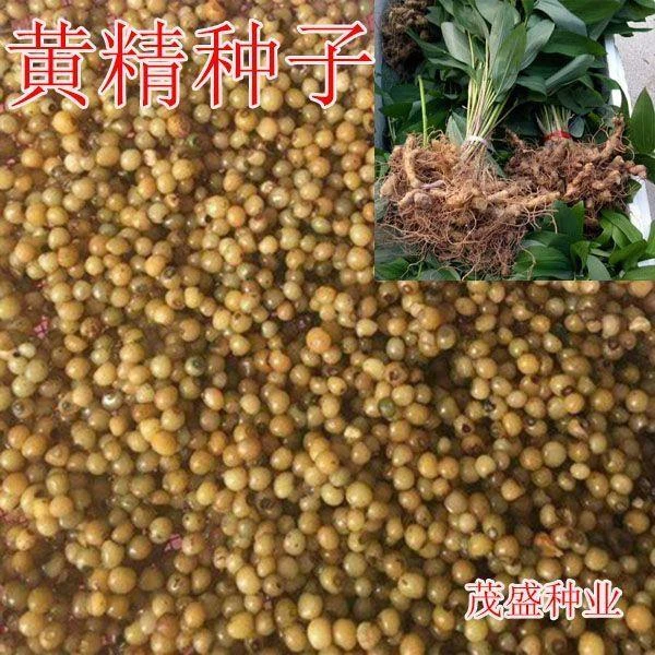 黄精种子药材种籽玉竹云南滇黄精鸡头精老虎姜黄精种籽新鲜黄精籽