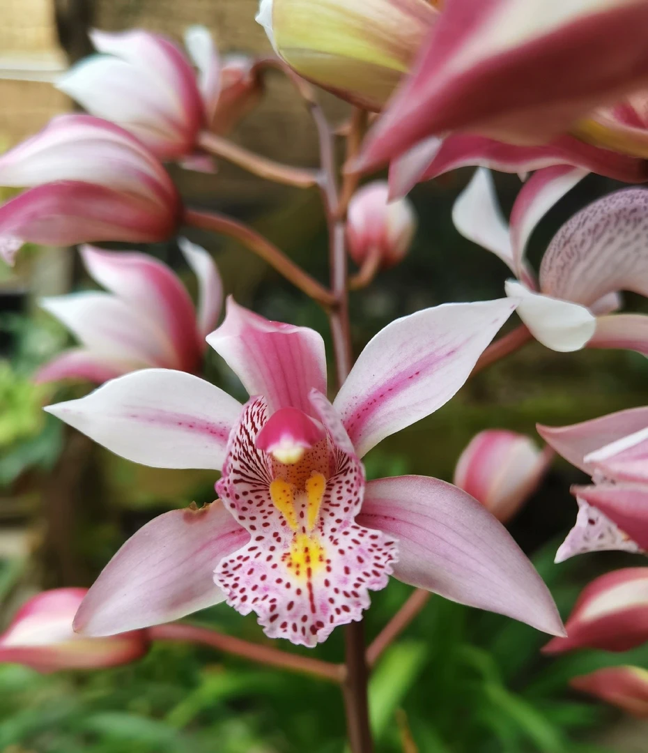 虎头兰原生品种临时链接（15—150，5倍）