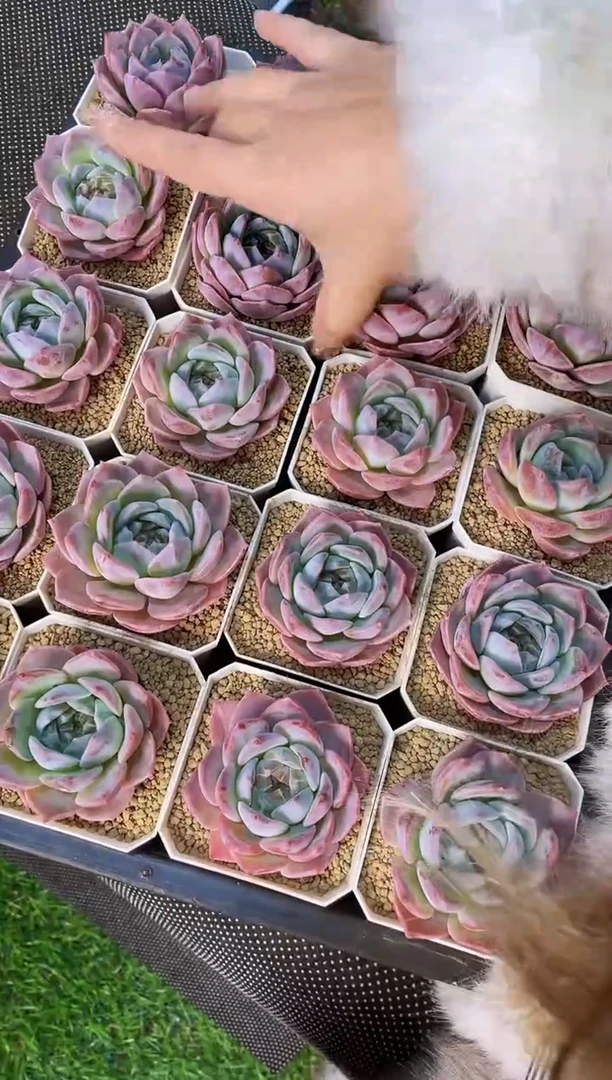 【闪购商品】彩虹糯心冰魄单头量拍一颗