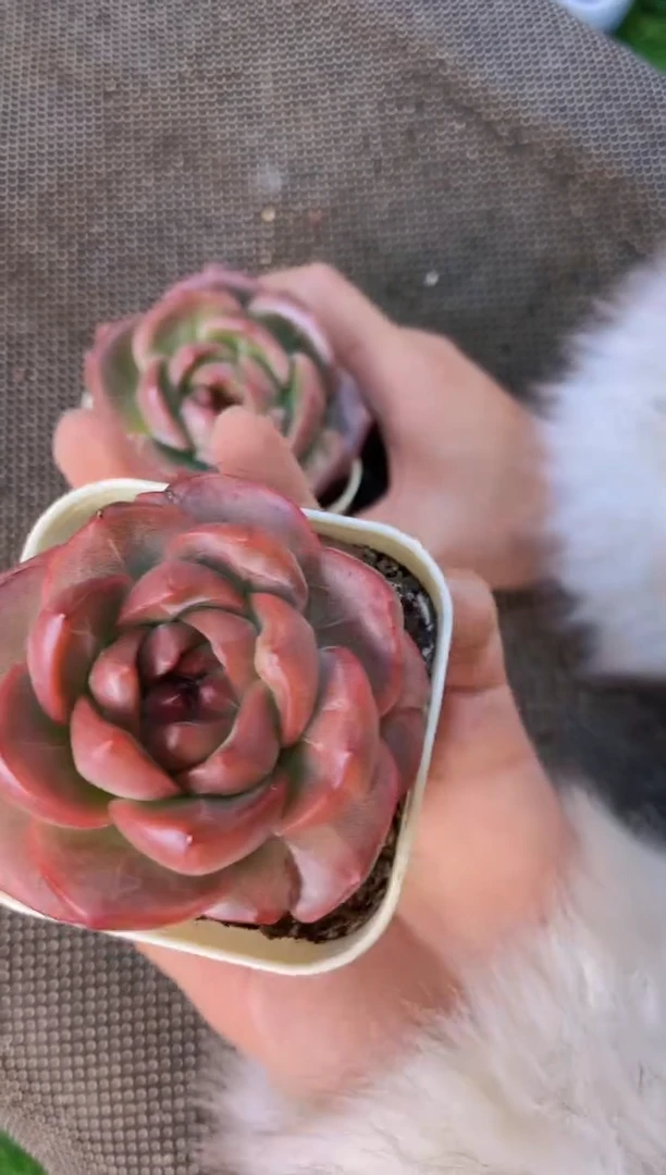 【闪购商品】狂妄单头量拍一颗带盆土发