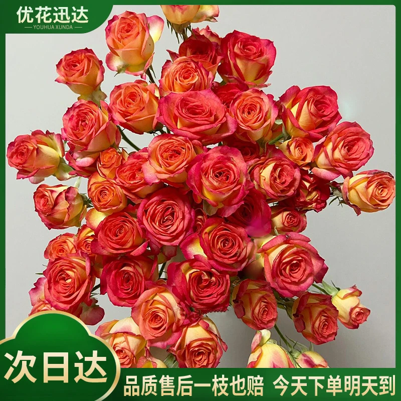 爱丽丝多头玫瑰泡泡10枝鲜切花-生活家居家庭用花-今天下单明天送达同城-全场任意满两份包邮配送