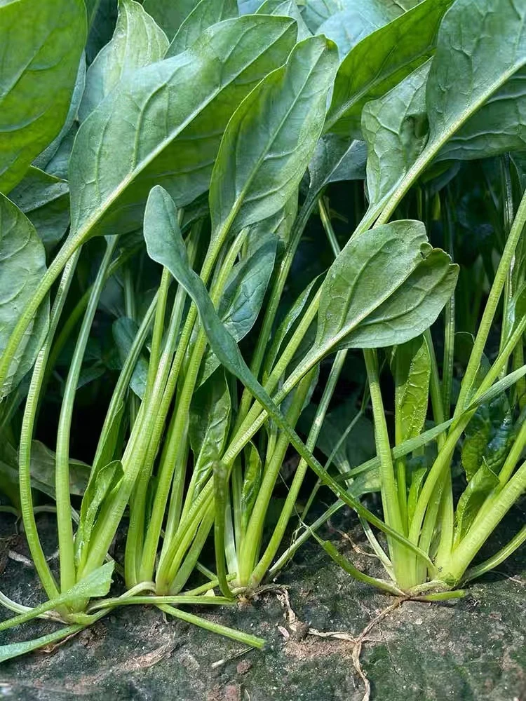 大叶菠菜种子阳台花盆四季易种大叶菠菜籽耐热耐寒可越冬蔬菜种子