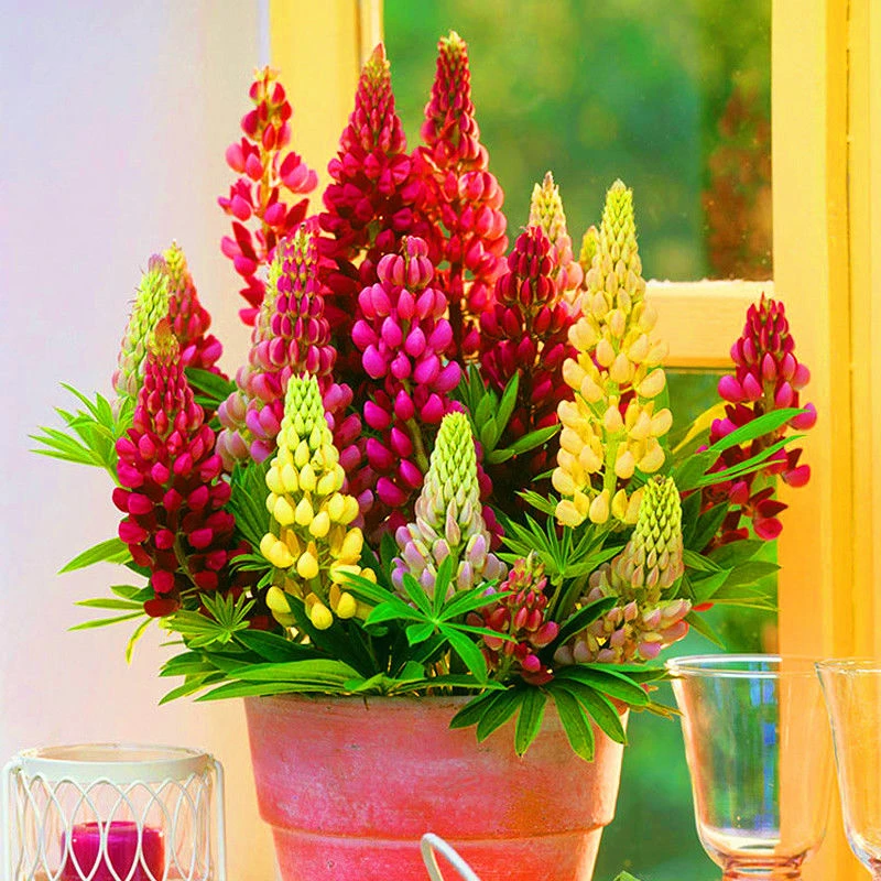 羽扇豆种子鲁冰花花种籽子春秋播种庭院花境花海种花种盆栽庭院