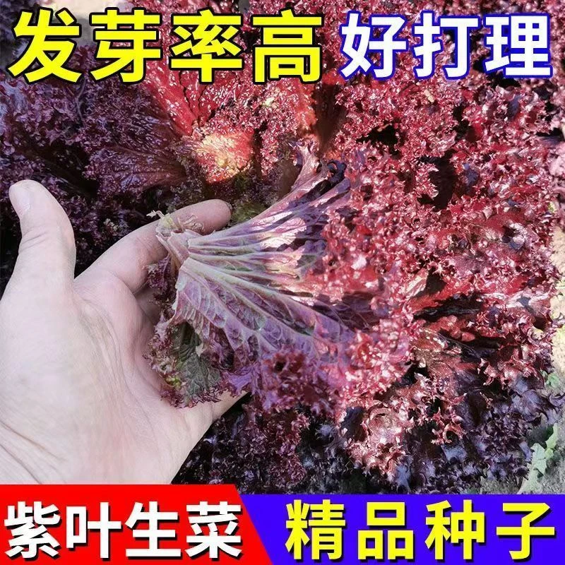 四季种植紫叶生菜种籽耐高温室内外阳台生菜种子沙拉生菜种子