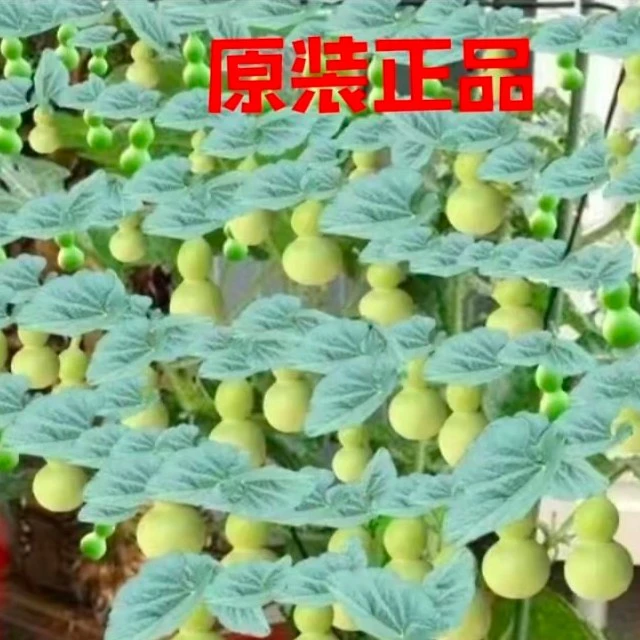 美国手捻葫芦种子盆栽观赏小葫芦种籽草里金文玩小葫芦庭院阳台