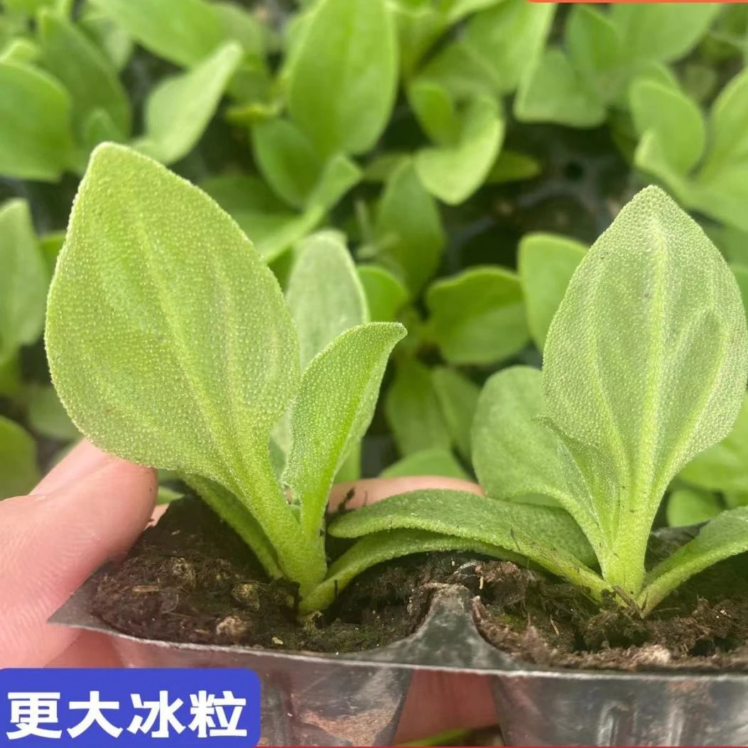 水晶冰菜种子冰草种子四季播种阳台种植冰菜种子