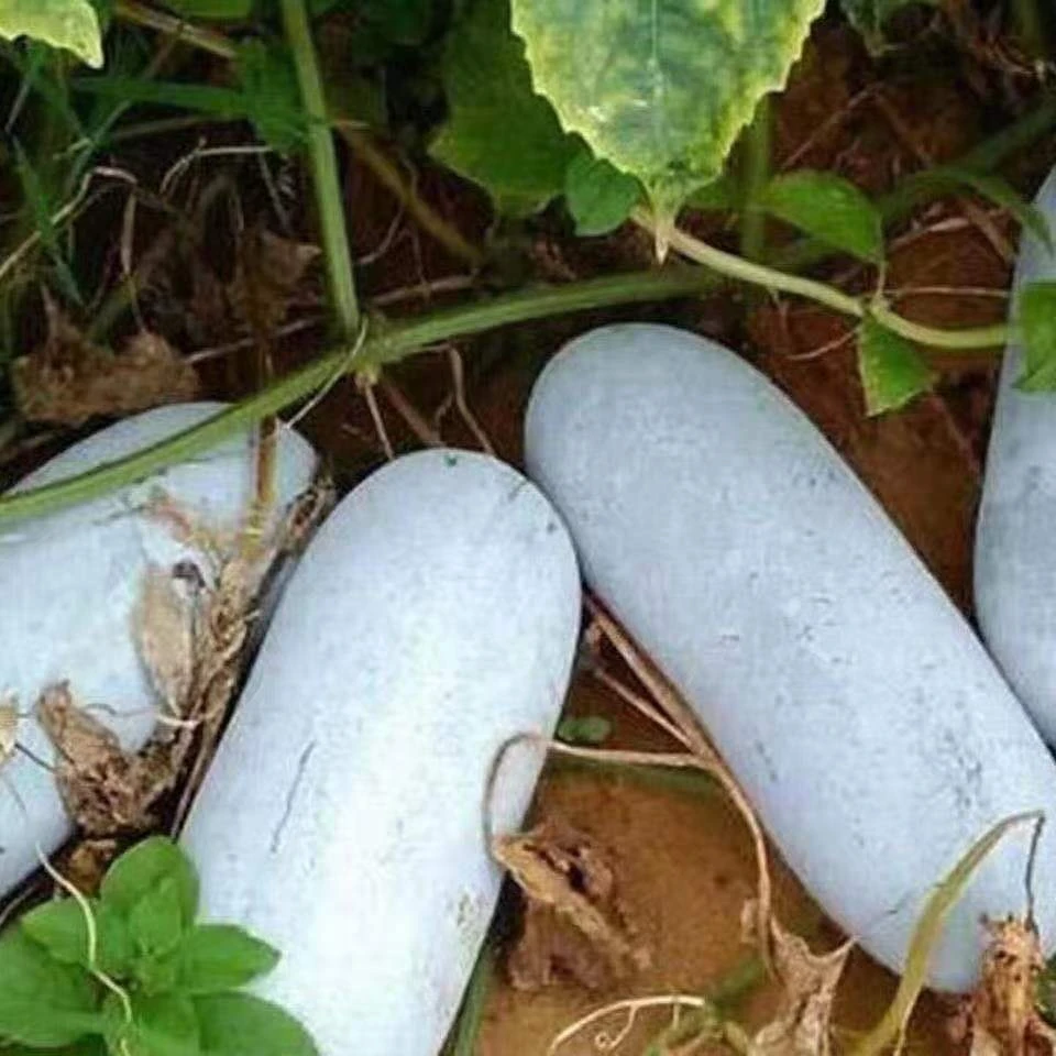 满地爬小冬瓜种子冬瓜种子毛节瓜小冬瓜四季春天盆栽蔬菜庭院