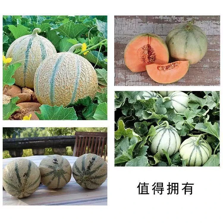 新品甜瓜种子夏朗德香瓜籽种水果种子阳台盆栽四季播