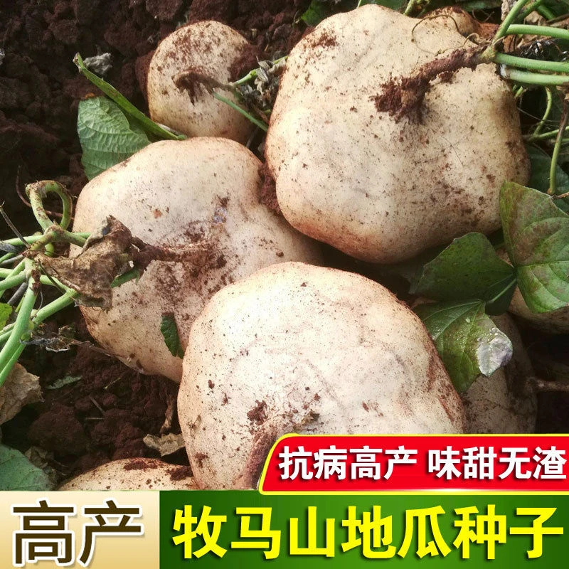 地瓜种子凉薯土瓜种子白凉瓜牧马山水果生吃沙葛蔬菜种孑早熟