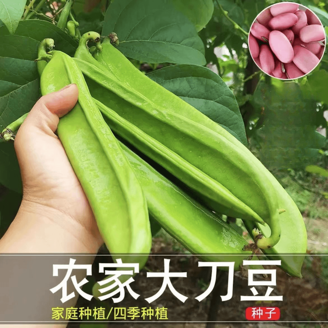 刀豆种子大红刀豆巨型大豆角种籽巴西豆四季蔬菜爬藤菜豆角种子