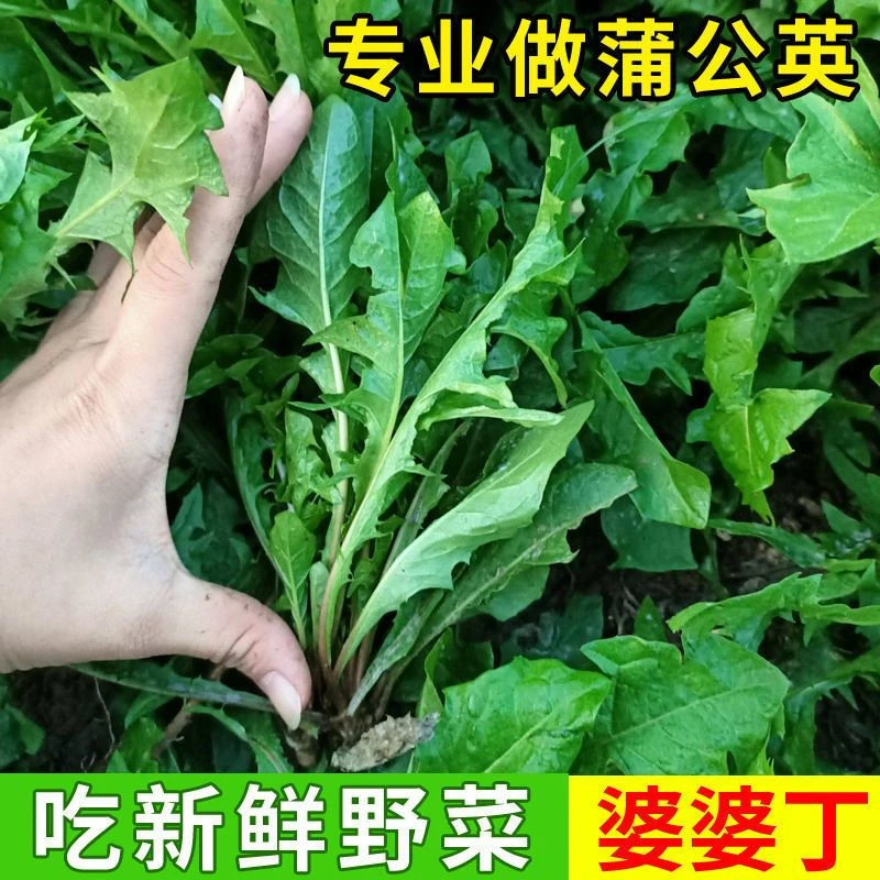 四季播种新产蒲公英种子籽野菜婆婆丁食用种子多年生种籽