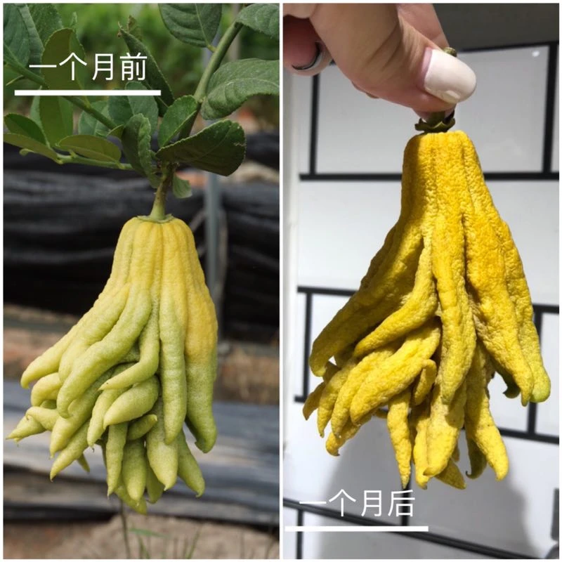 金华佛手特产鲜果华源佛手自有基地自销佛手鲜果佛手柑盆栽