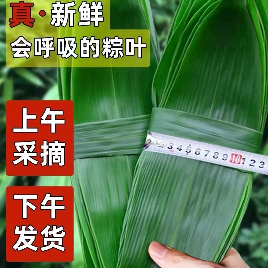 粽子叶深山老林自然野生粽叶现摘现发无添加不水煮