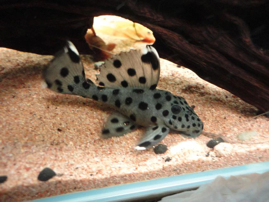 L264老鼠斑异性鱼