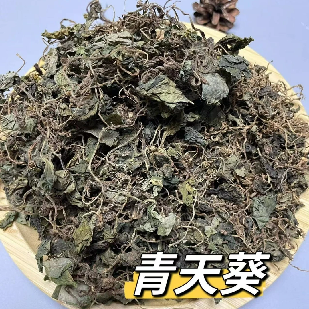 精选  青天葵（胶）
