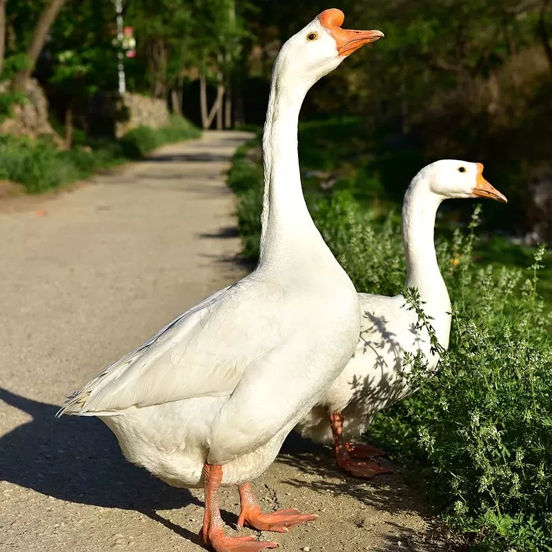 【小院山货】农场散养 老鹅 土鹅 大白鹅放养大鹅