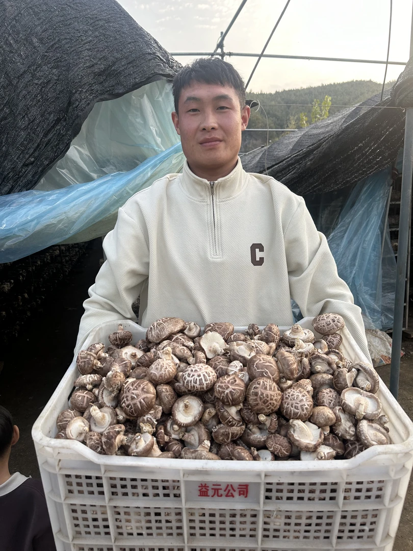 干香菇无熏硫头茬冬菇肉厚无根