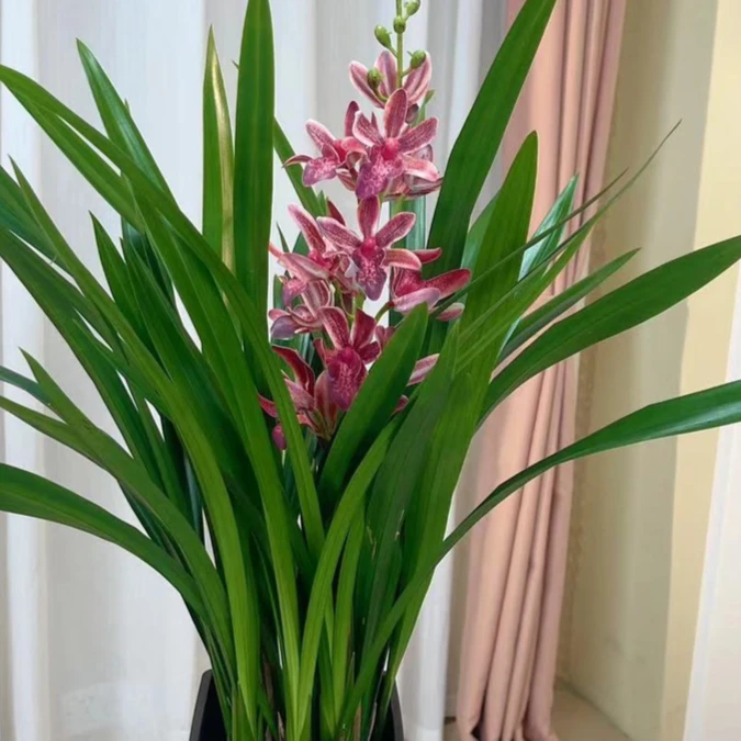 墨兰兰花苗带盆种好四季花卉盆栽名贵墨兰好养浓香