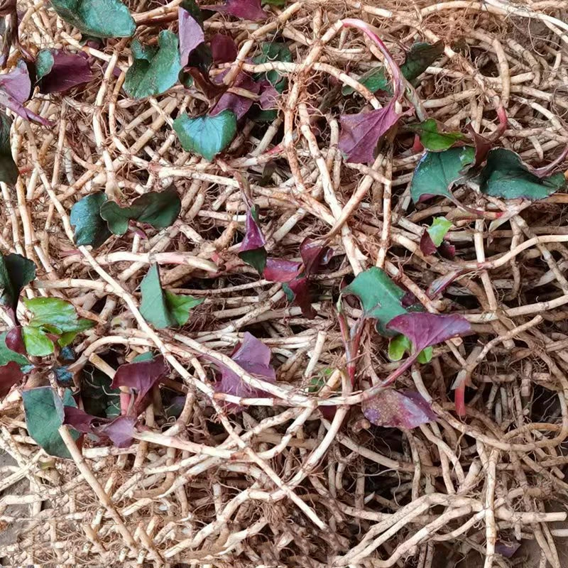 贵州农家新鲜鱼腥草折耳根现挖嫩根野生节节根凉拌菜