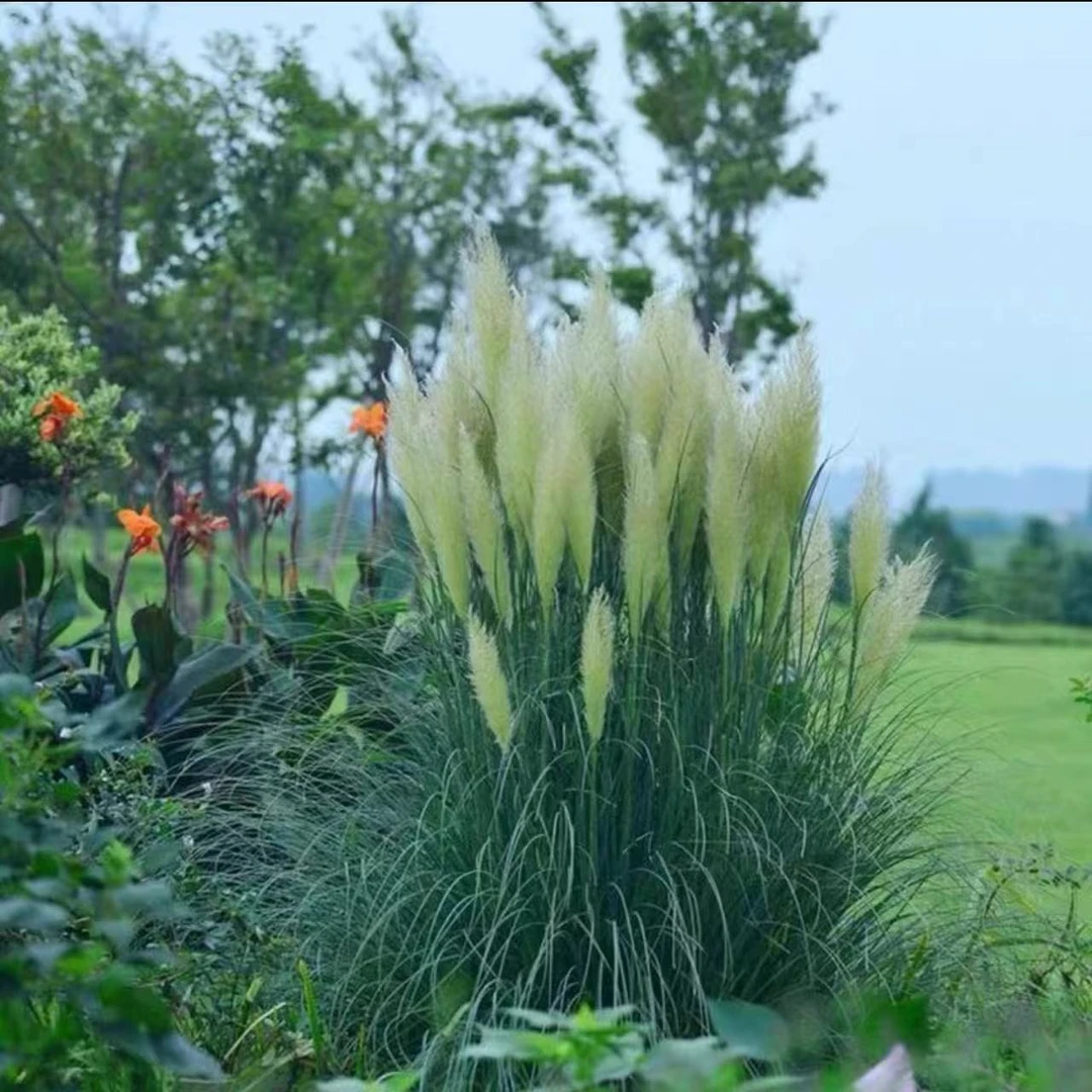 正宗矮蒲苇盆栽庭院阳台多年生观赏草四季常绿芦苇花镜种植包邮