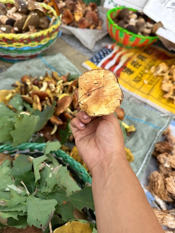 野生新鲜粘团子粘蘑一斤500克