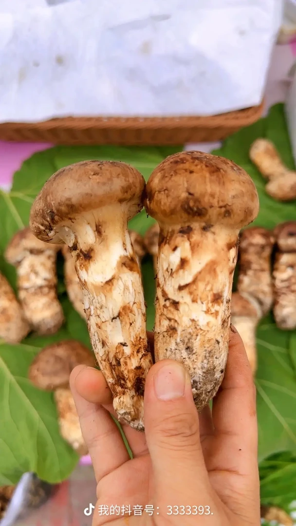 长白山脉本地松茸松茸菇8-12公分新鲜鲜松茸松茸菌新鲜松茸