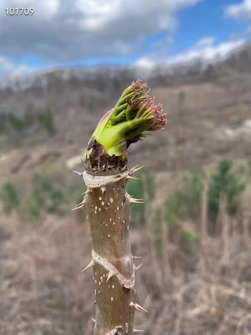 新鲜刺嫩芽刺龙芽刺老芽山野菜树头菜刺苞菜