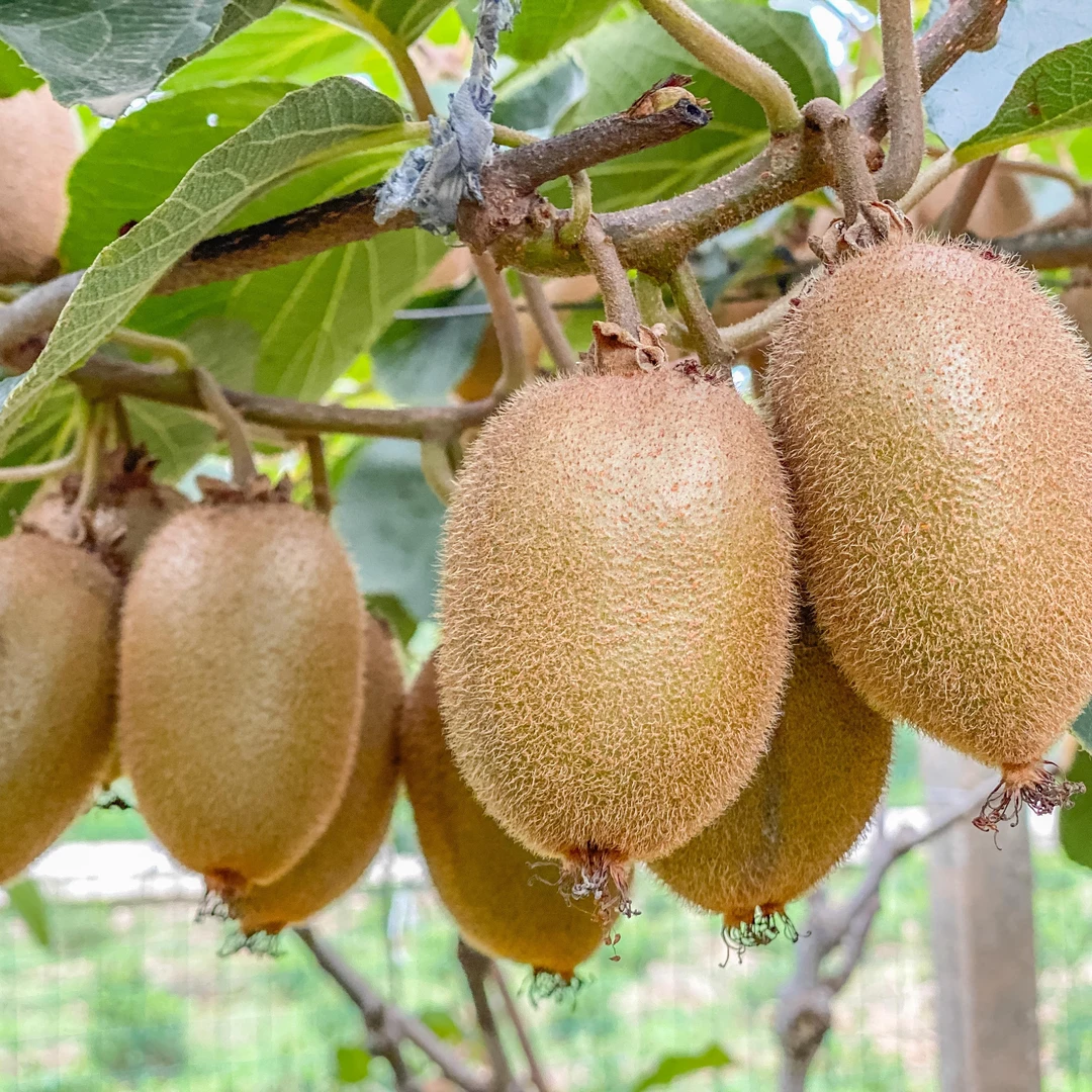 陕西眉县翠香猕猴桃 现摘现发