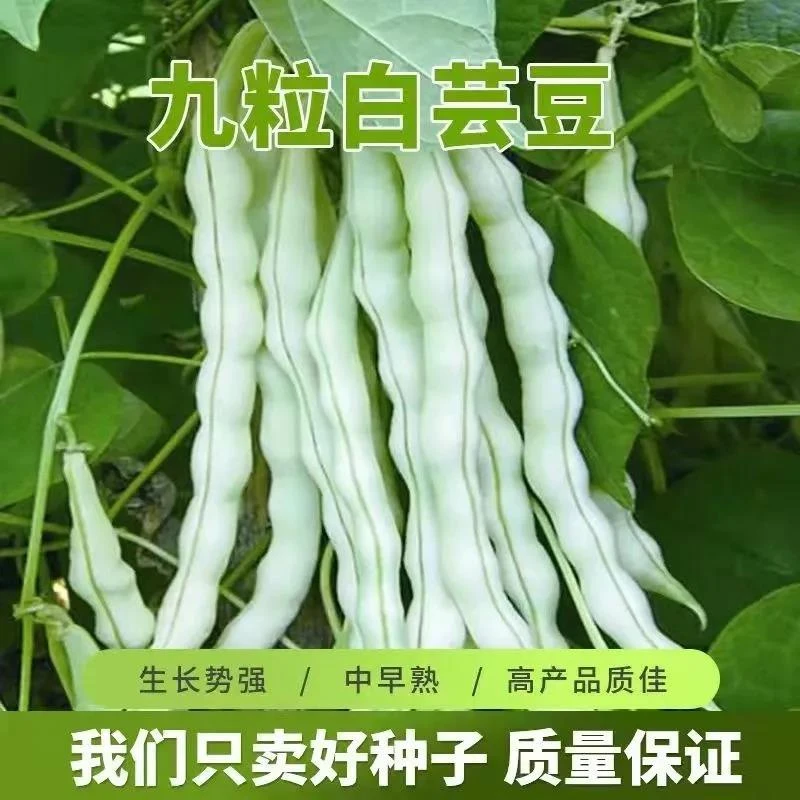 新一代白不老芸豆种子九粒白种子四季简单豆角种子