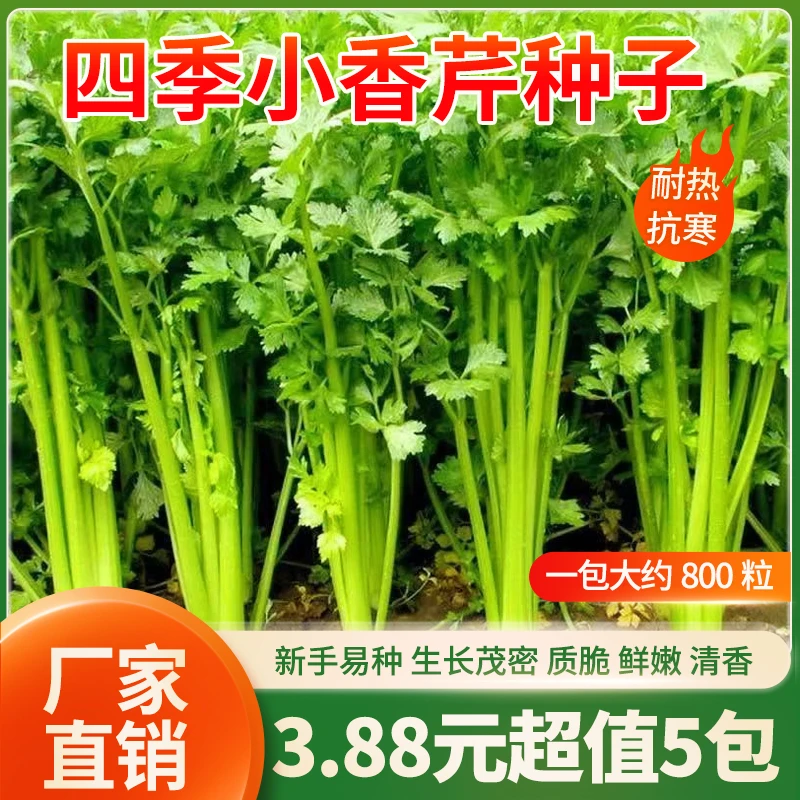 四季种植小香芹种子小芹种籽四季盆栽阳台庭院